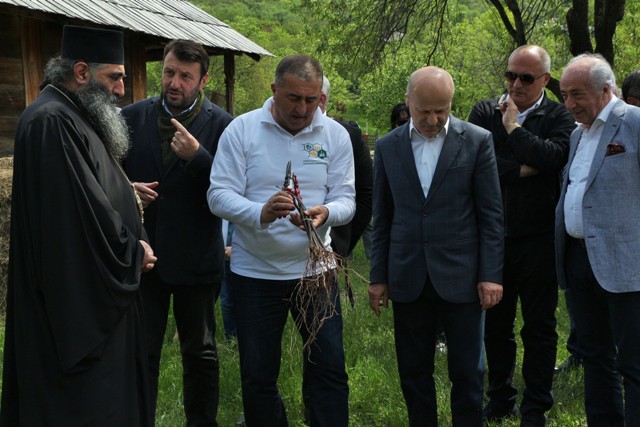 ეთნოგრაფიულ მუზეუმში ვაზის უნიკალური ჯიშები გაშენდა
