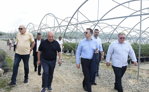 დავით სონღულაშვილი ზუგდიდში ლურჯი მოცვის სარეალიზაციოდ მომზადების პროცესს გაეცნო