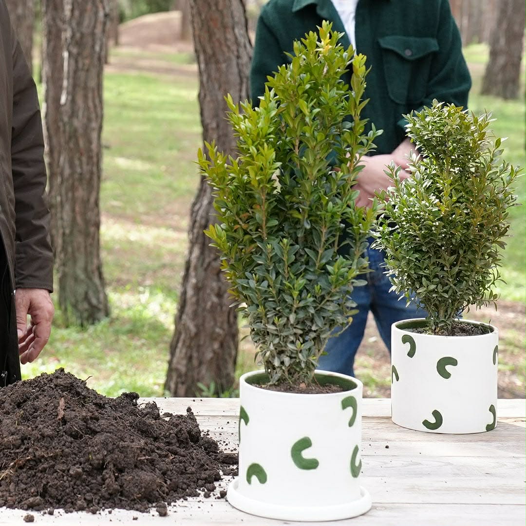 ბზის მოჭრაზე კონტროლი მკაცრდება