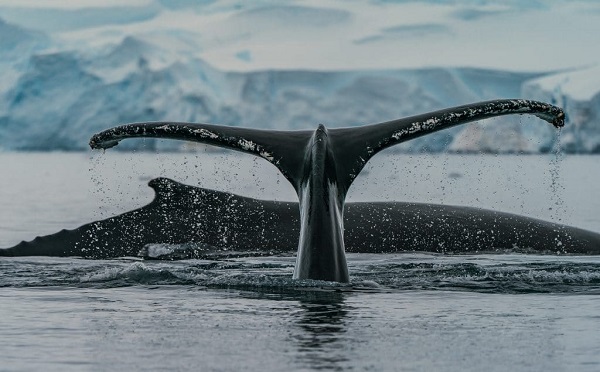 ისლანდია ვეშაპებზე ნადირობას 2024 წლიდან შეწყვეტს